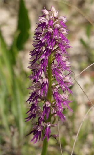 Ibrido: Orchis (Aceras) anthropophora x Orchis italica